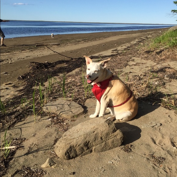 Meet your Posher, Tamara - Picture 1 of 1